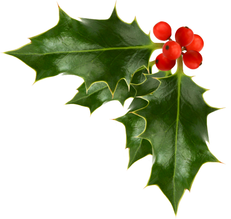 holly clipart corner