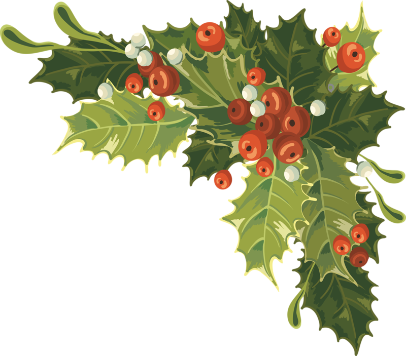 holly clipart hand drawn