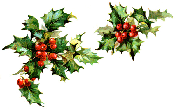 holly clipart real