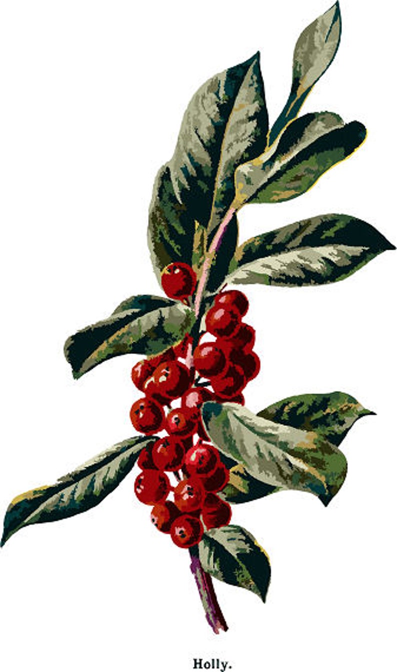 holly clipart red holly