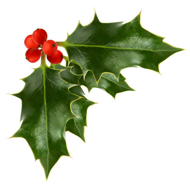 holly clipart transparent background