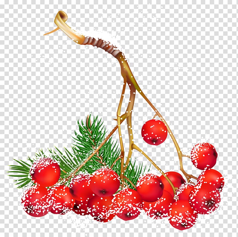 holly clipart wild berry