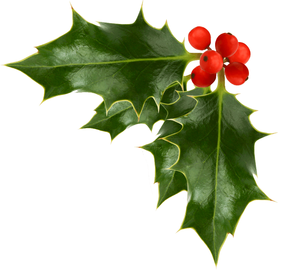 holly clipart winterberry