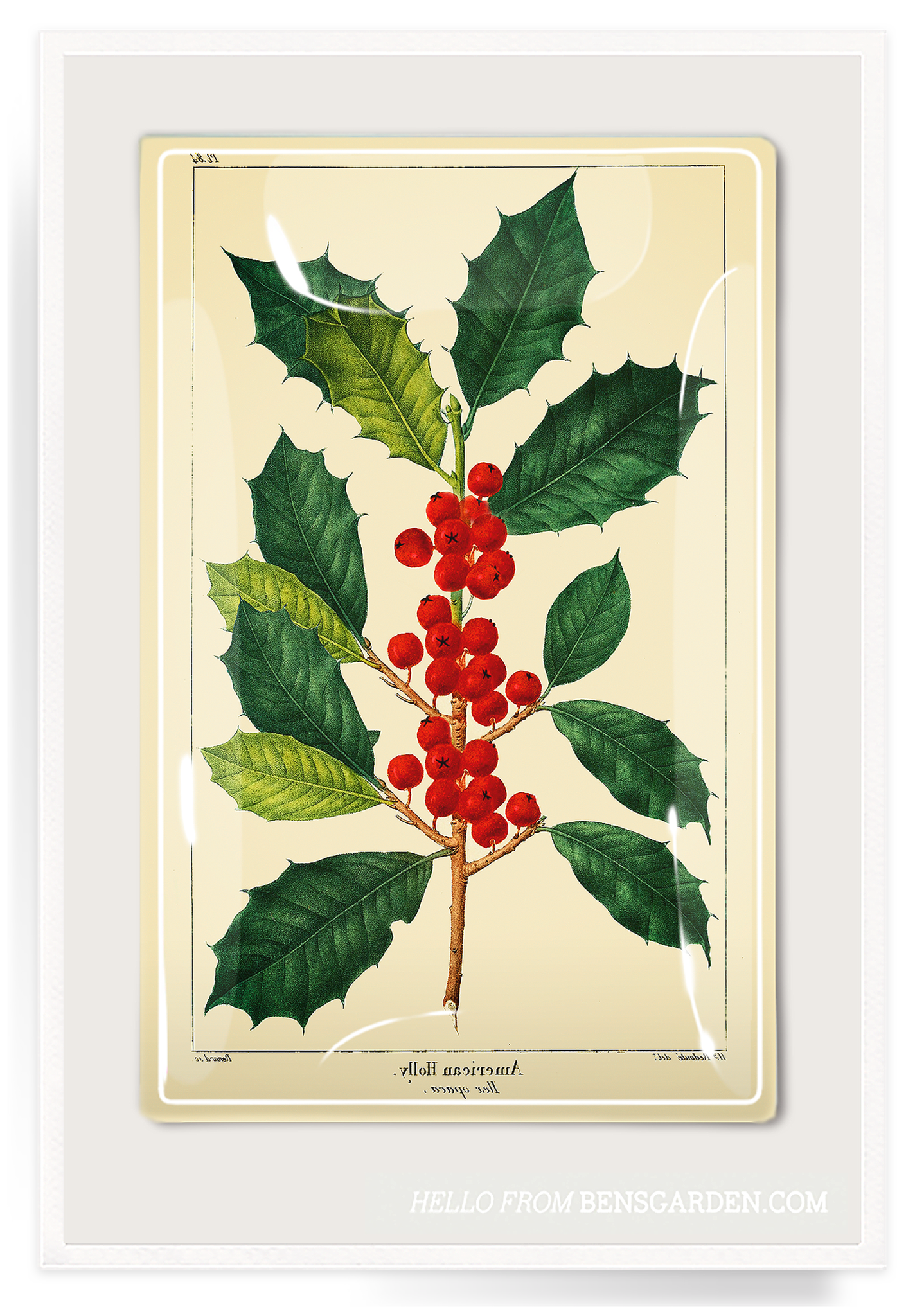 holly clipart winterberry
