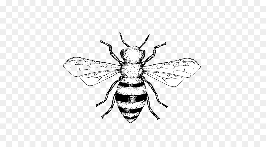 honey clipart bee wing