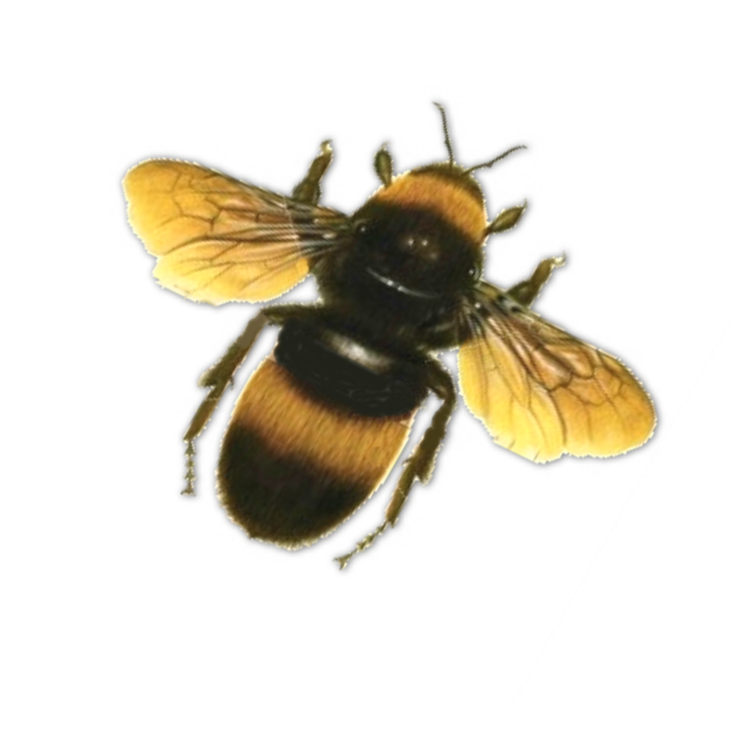 drone bee photo