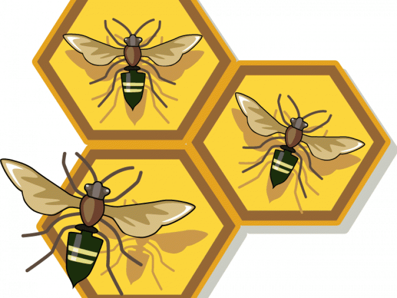 Honeycomb bee pollination