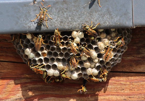 honeycomb clipart wasp nest