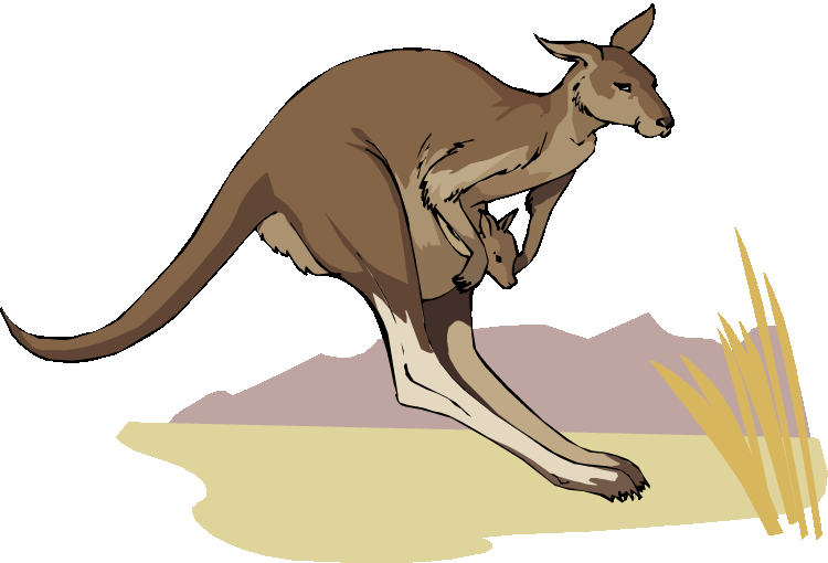 Hops red kangaroo