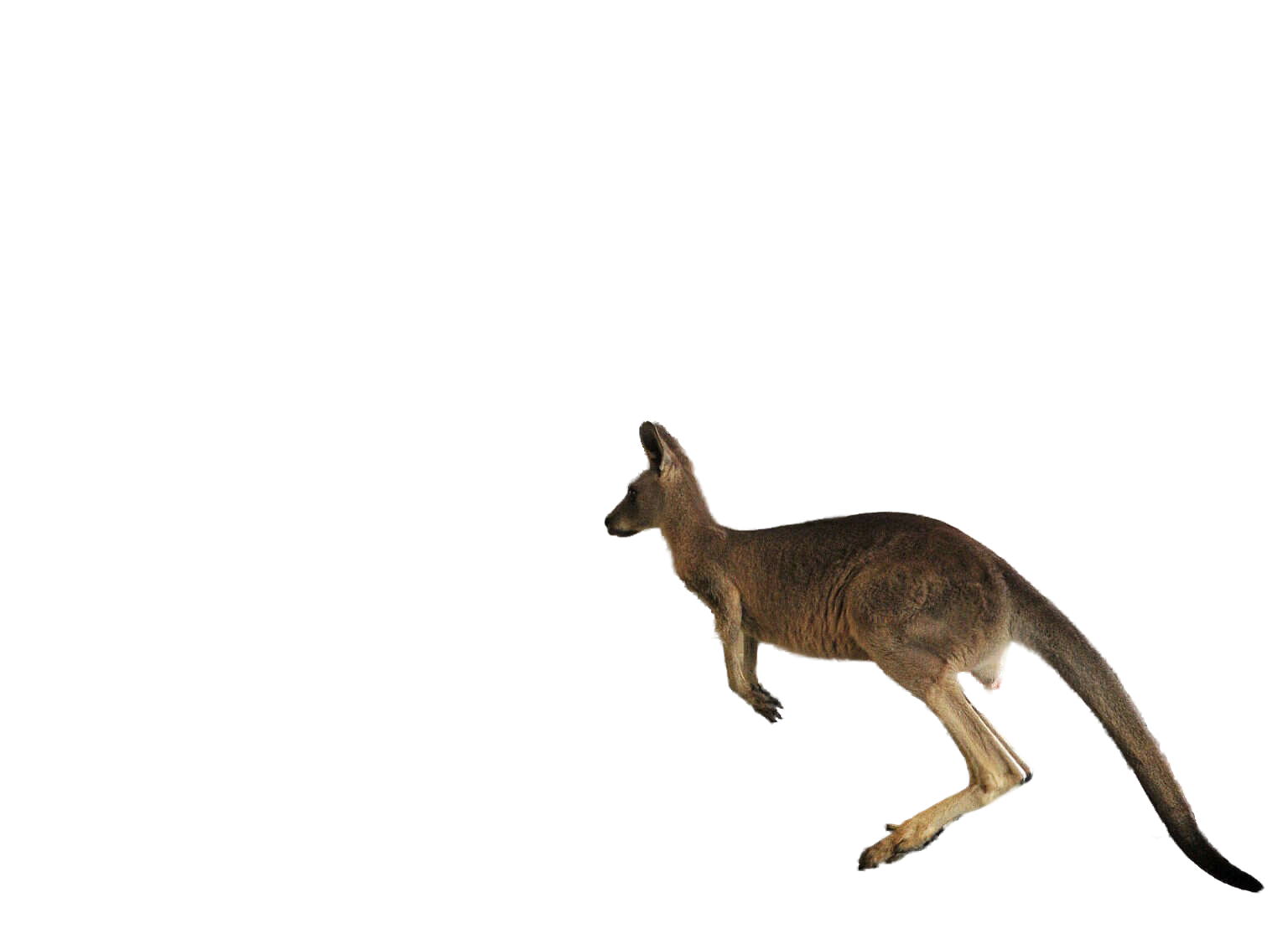 kangaroo clipart vector