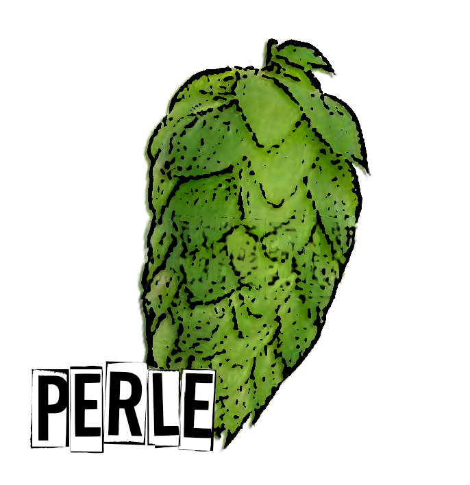 hops clipart hop cone