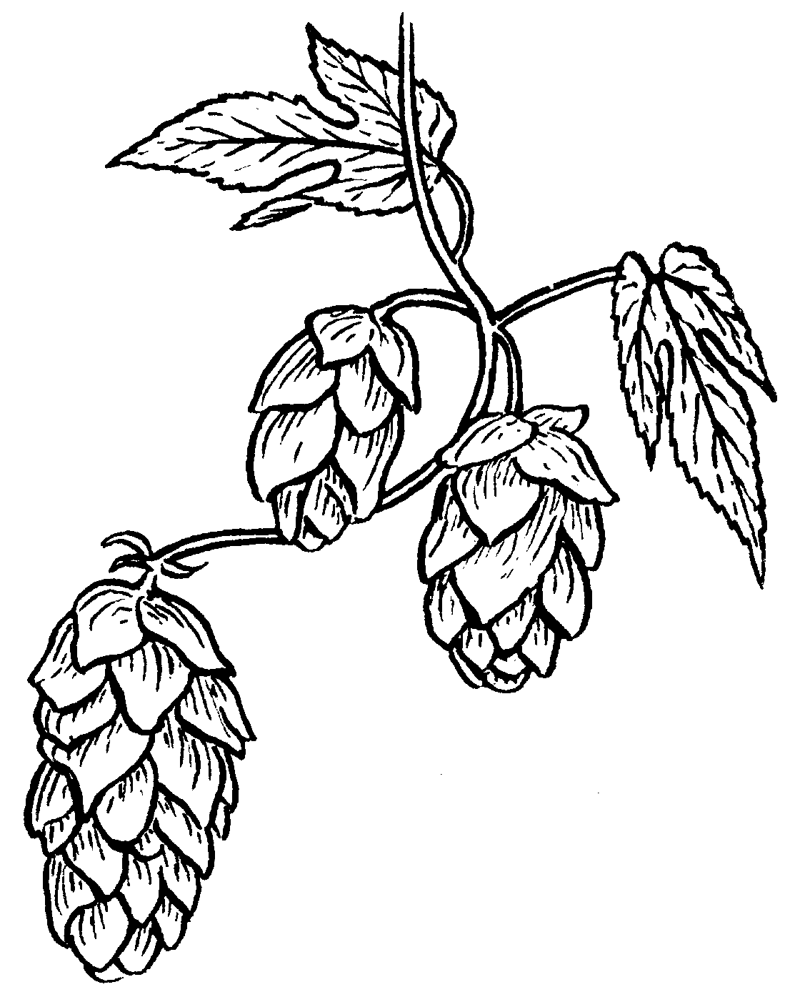 Beer art drawling beerartideas. Hops clipart hop flower