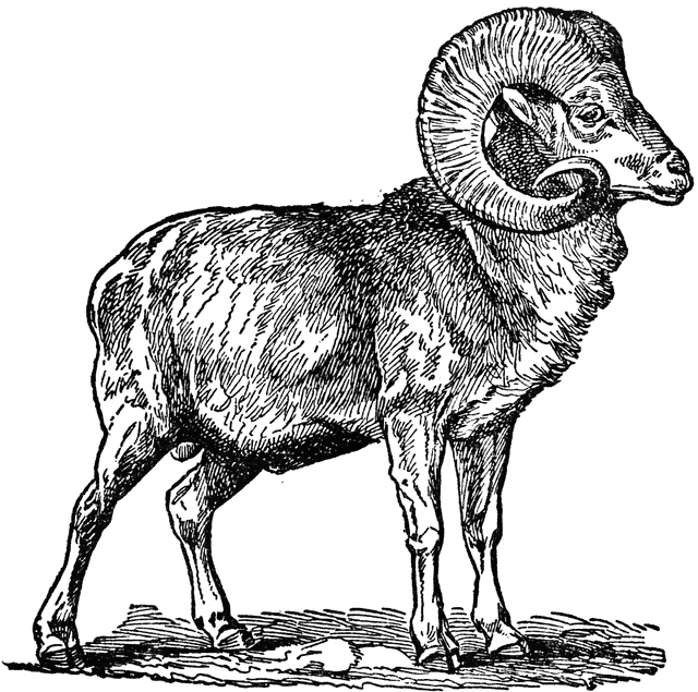 horn clipart big goat