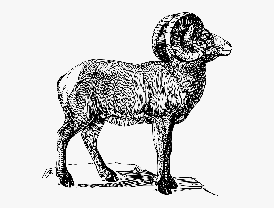 horn clipart big goat
