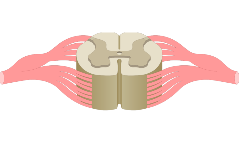spine clipart front