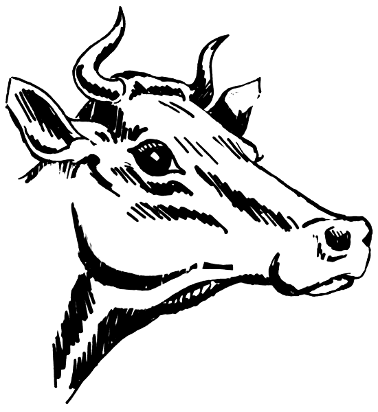 horn clipart cattle horn