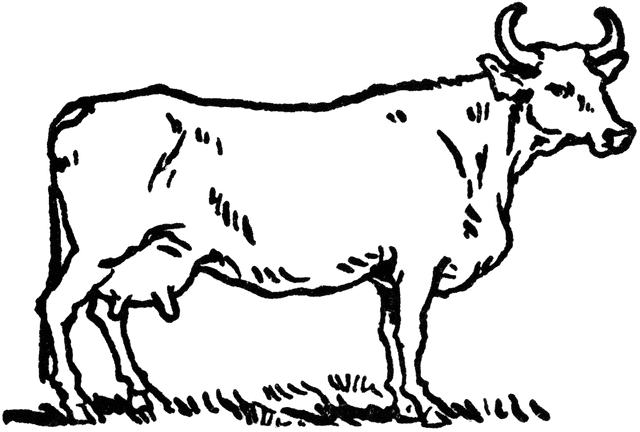 horn clipart cow's
