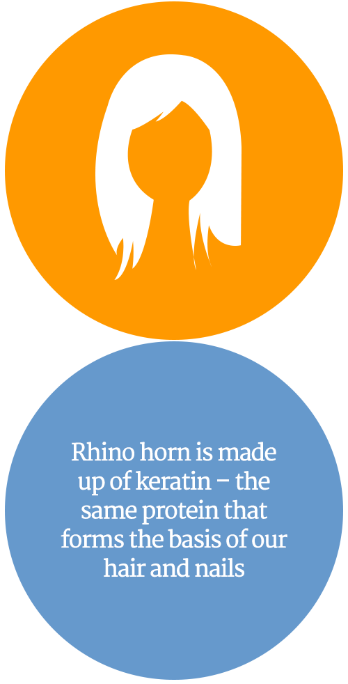 horn clipart rhino horn