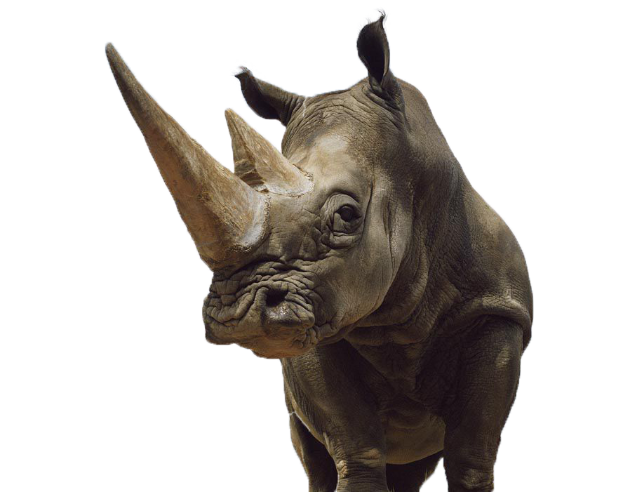 horn clipart rhino horn
