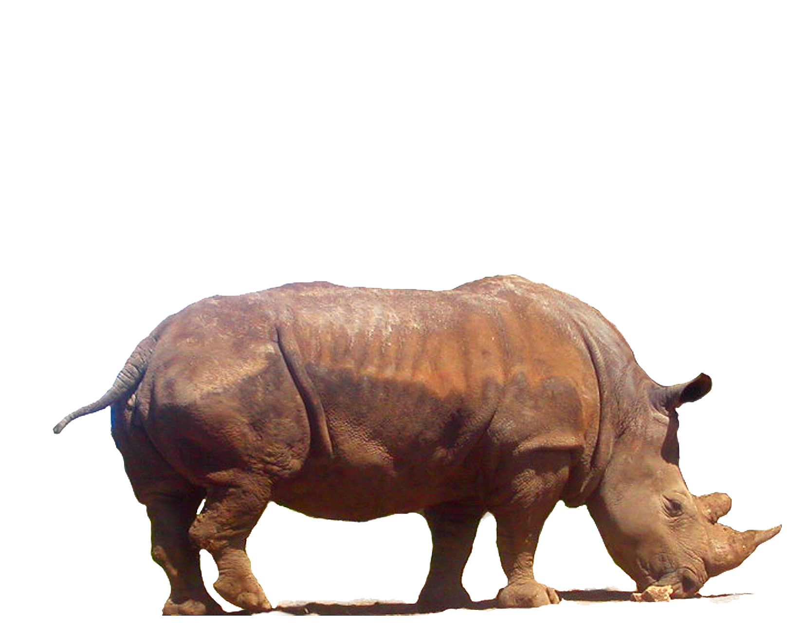 Horn clipart rhino horn. Rhinoceros stock png by