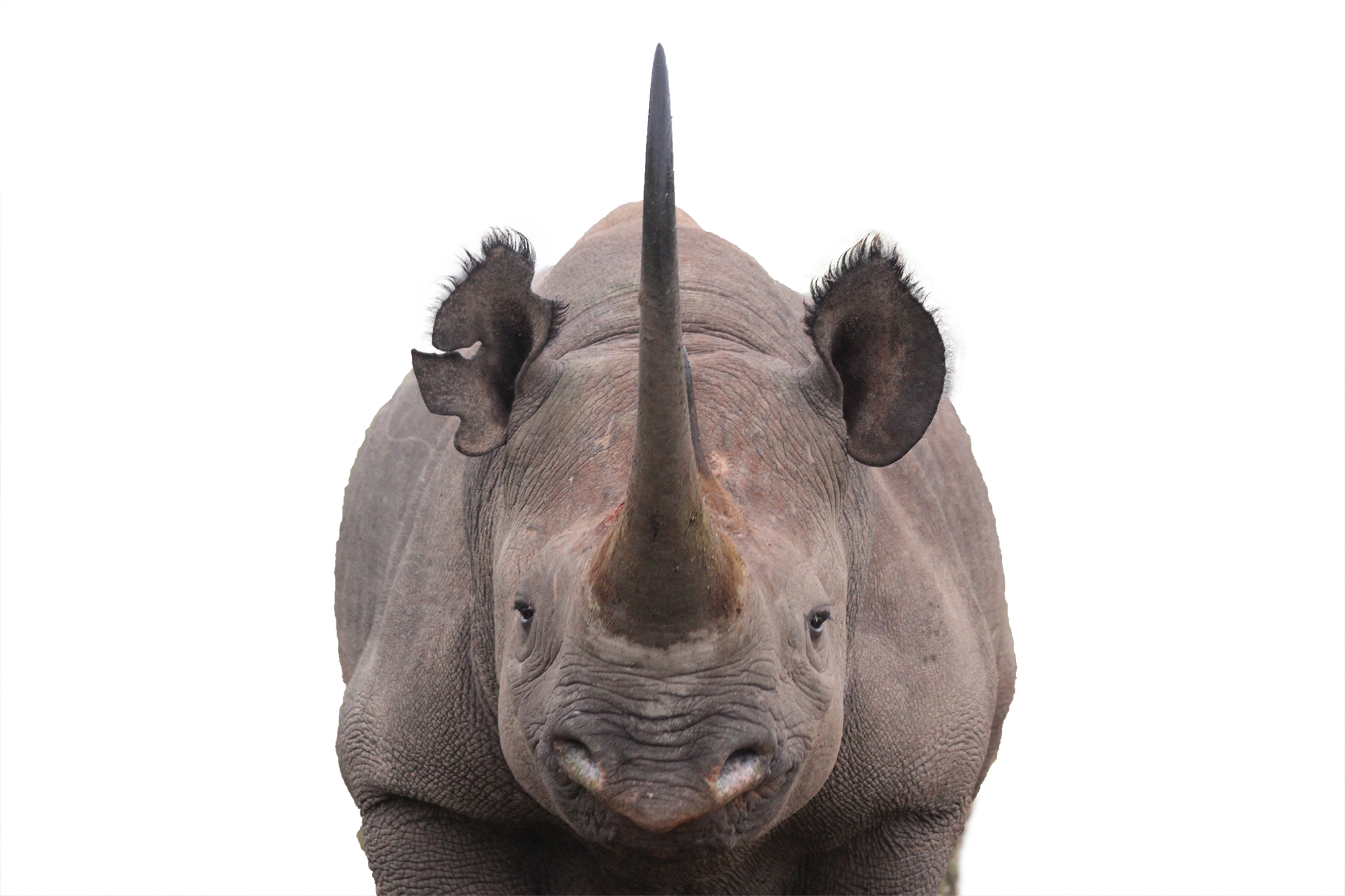 Namibia wildlife protection information. Horn clipart rhino horn