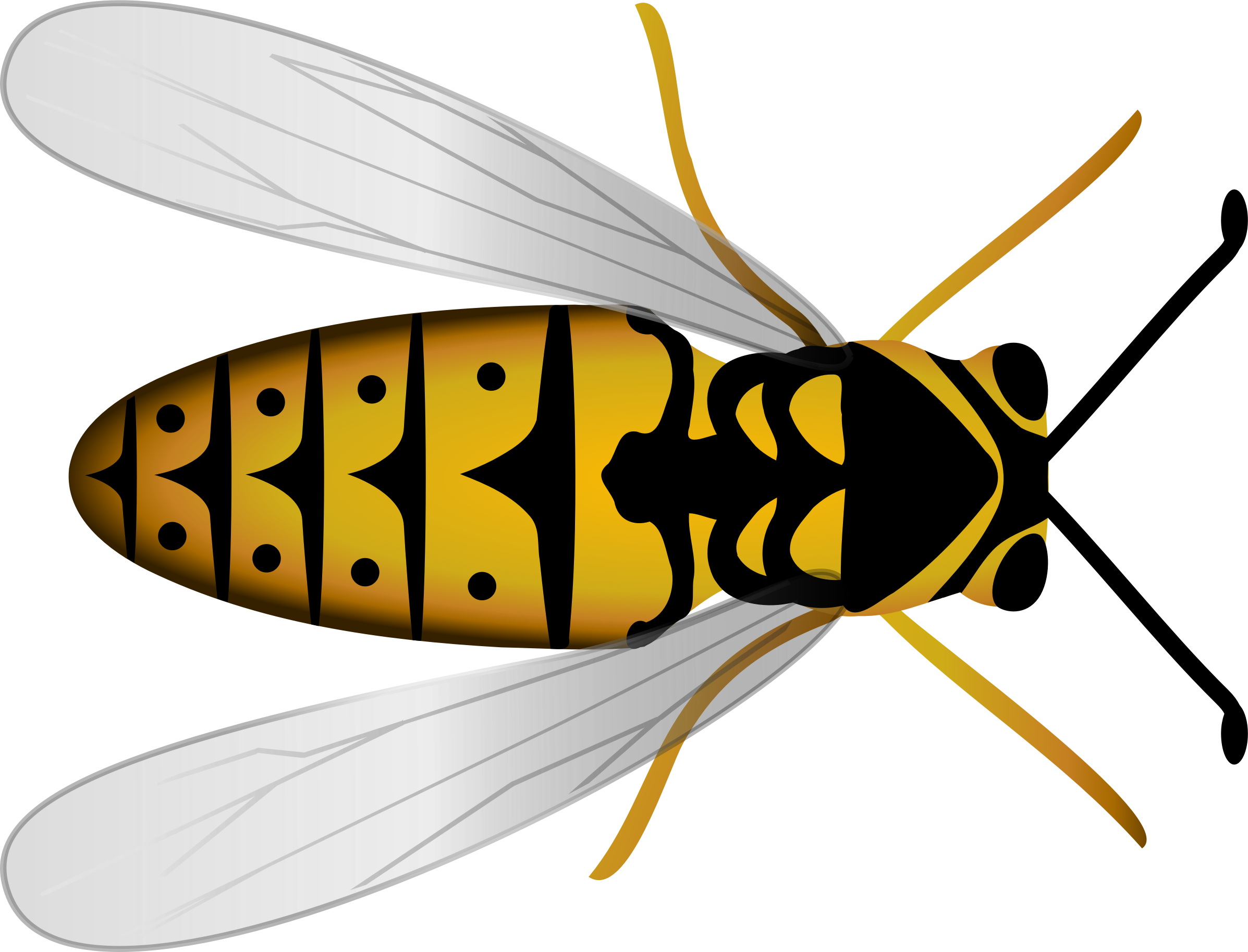 hornet clipart vector