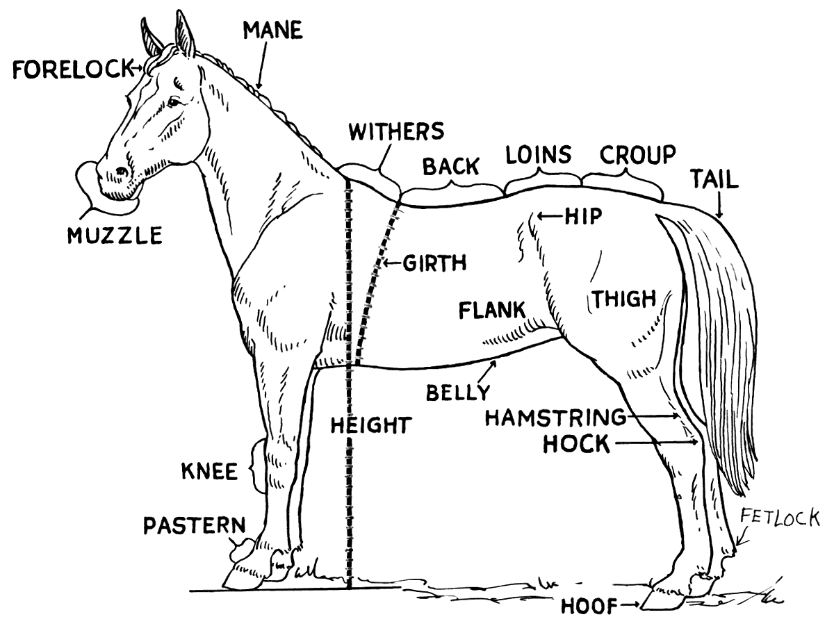 horse clipart body