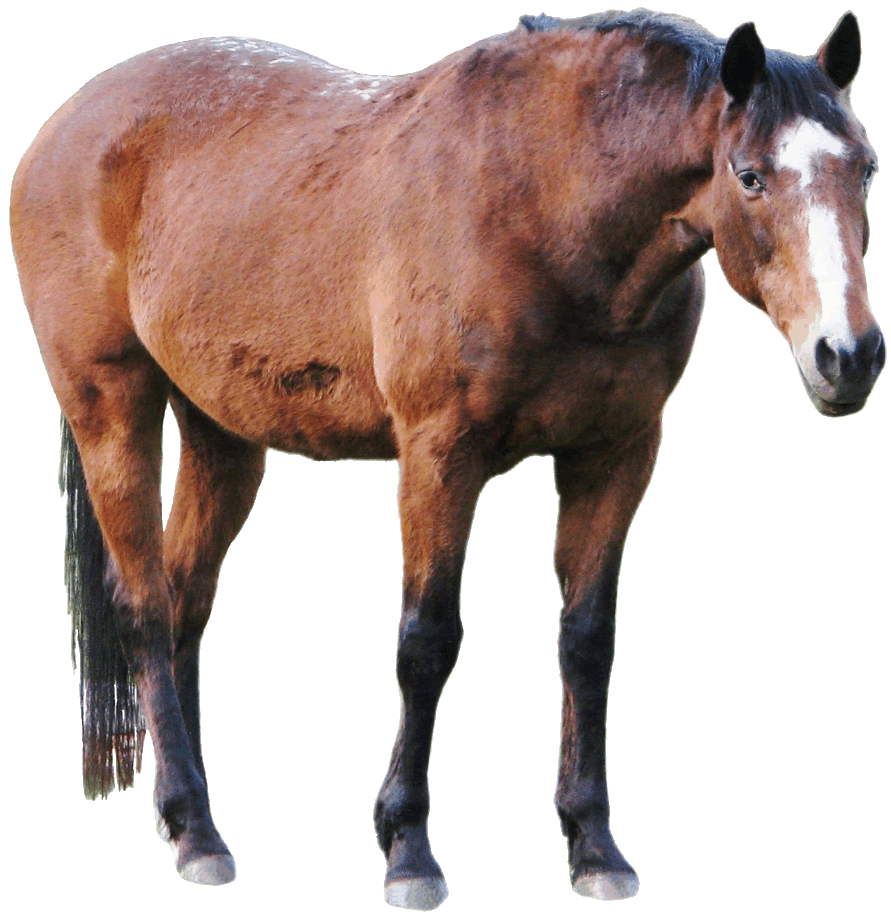 horse clipart domestic animal