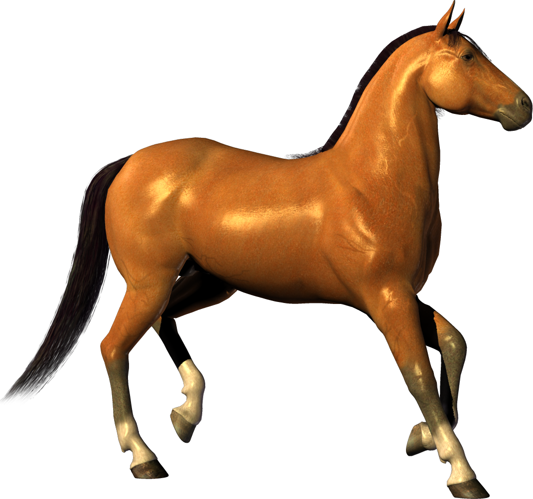 horse clipart muscular