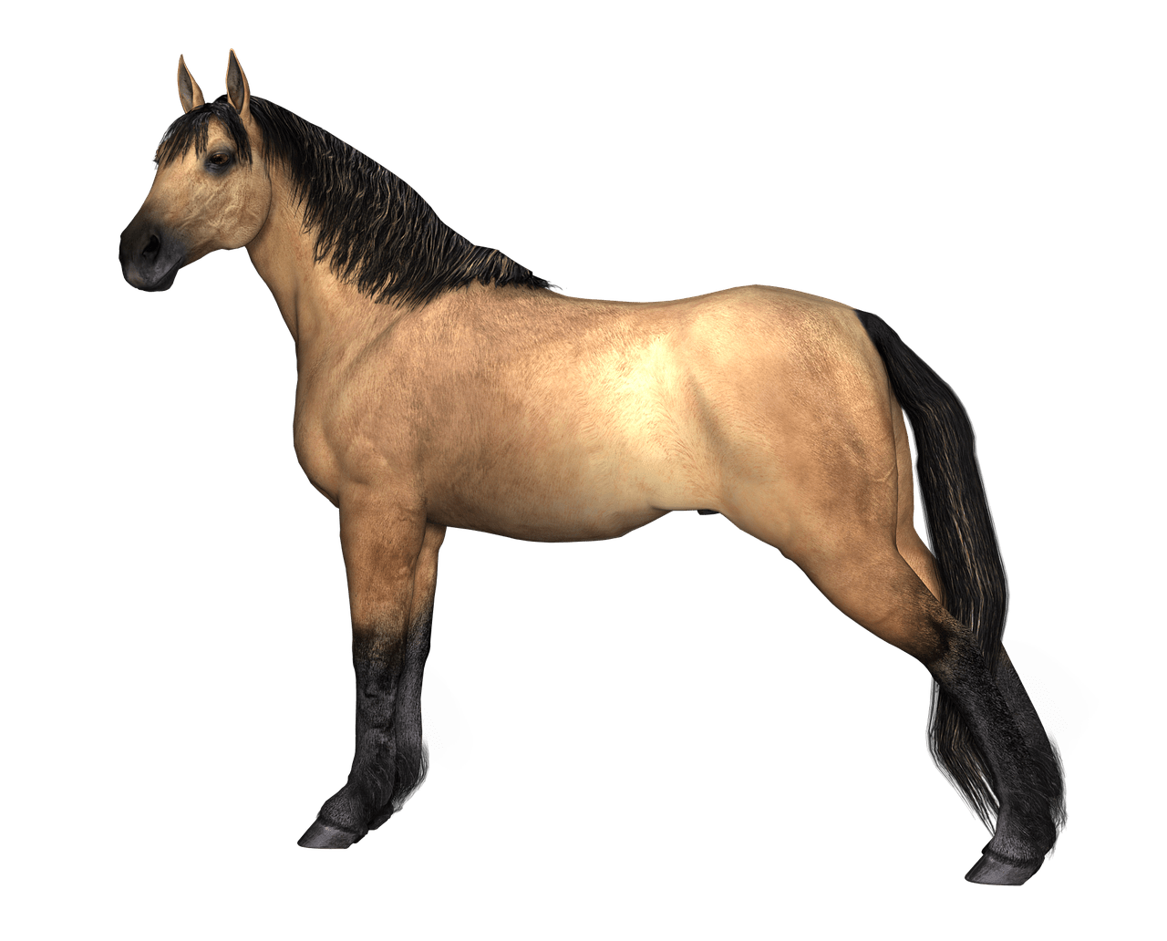 legs clipart horse