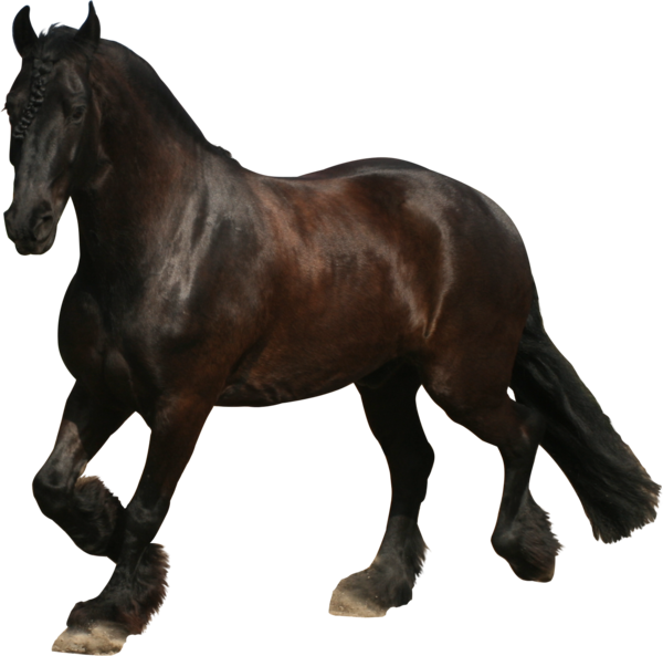 horse clipart trot