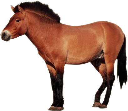 horses clipart domestic animal