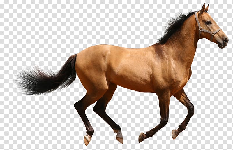 horses clipart thoroughbred horse