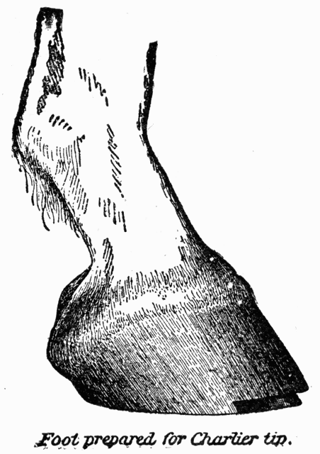 Horseshoe clipart leg. Etc 