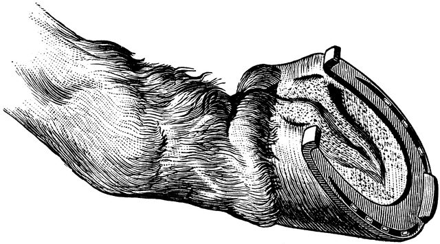 Free foot download clip. Horseshoe clipart leg