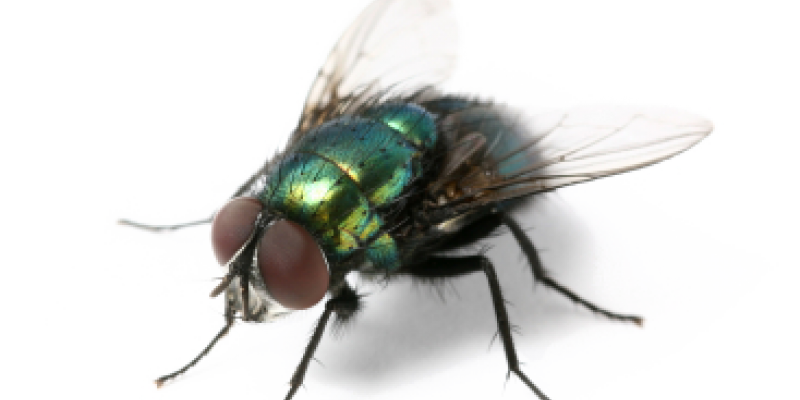  for free download. House fly png