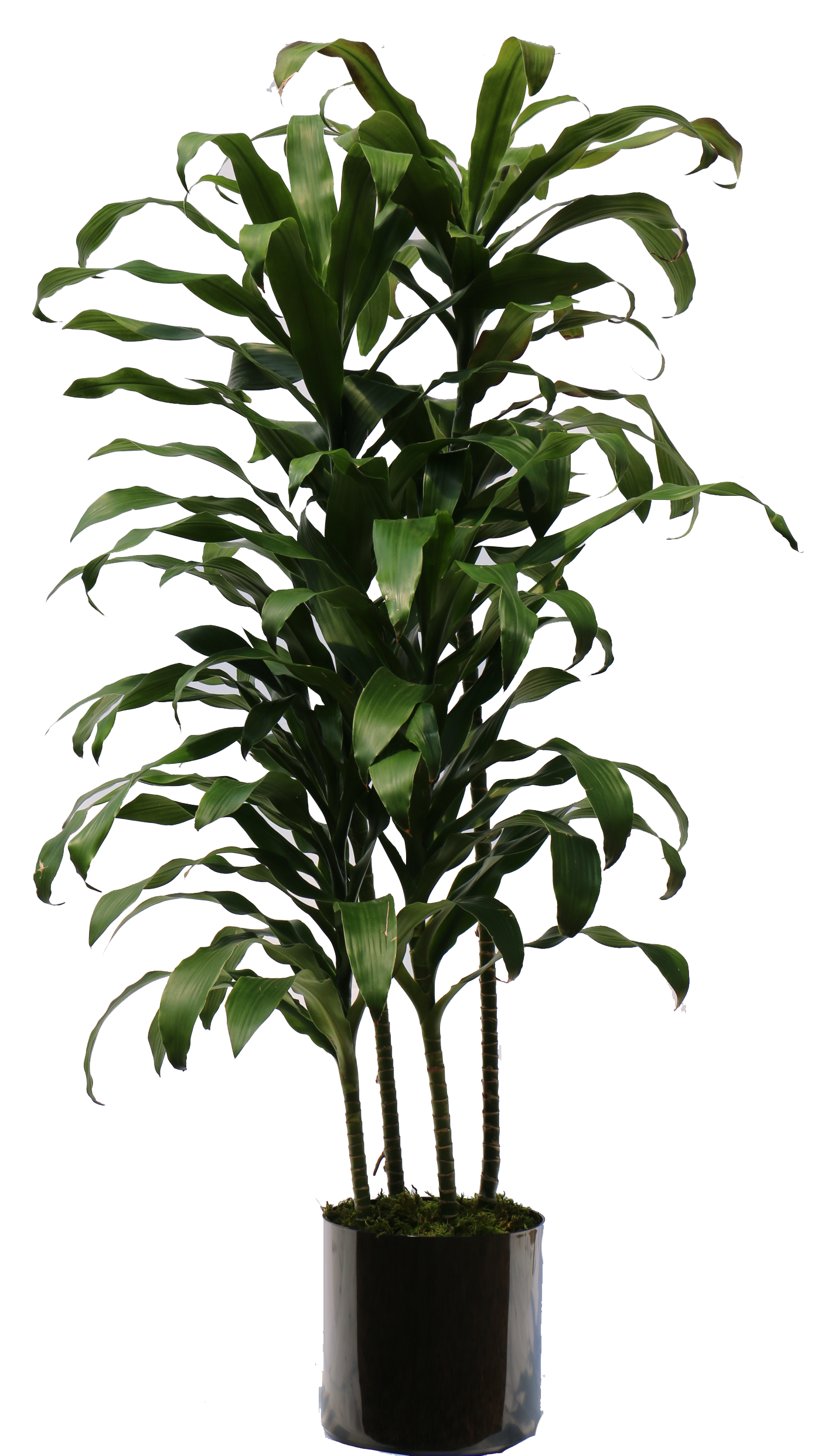 Indoor Plants Images Free Download - House Plant Png, House Plant Png ...