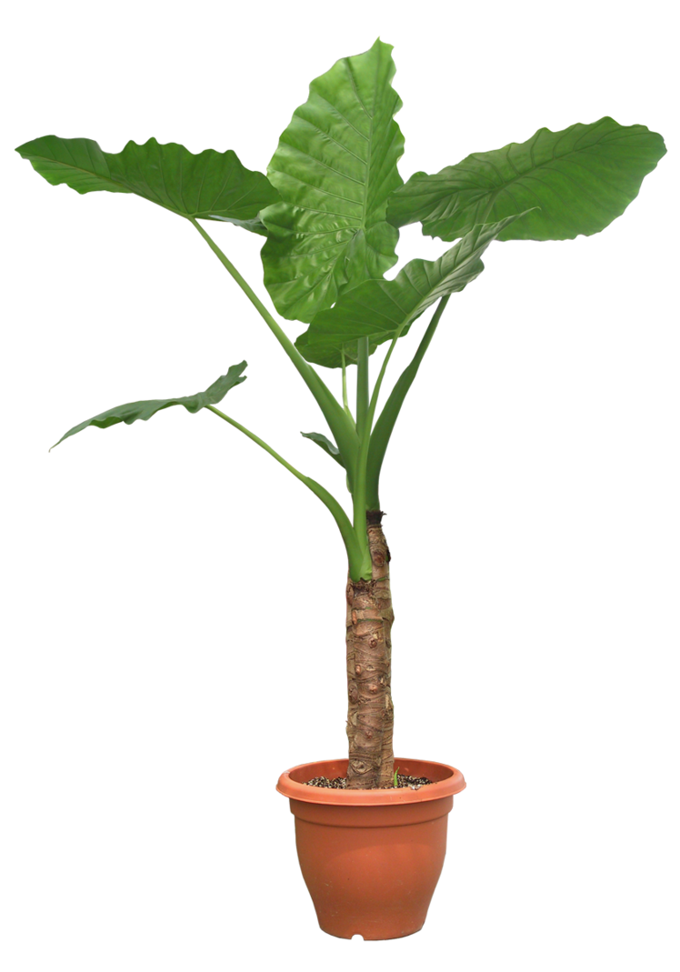  for free download. House plant png