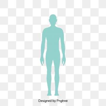 Human clipart human vector. Body png psd and