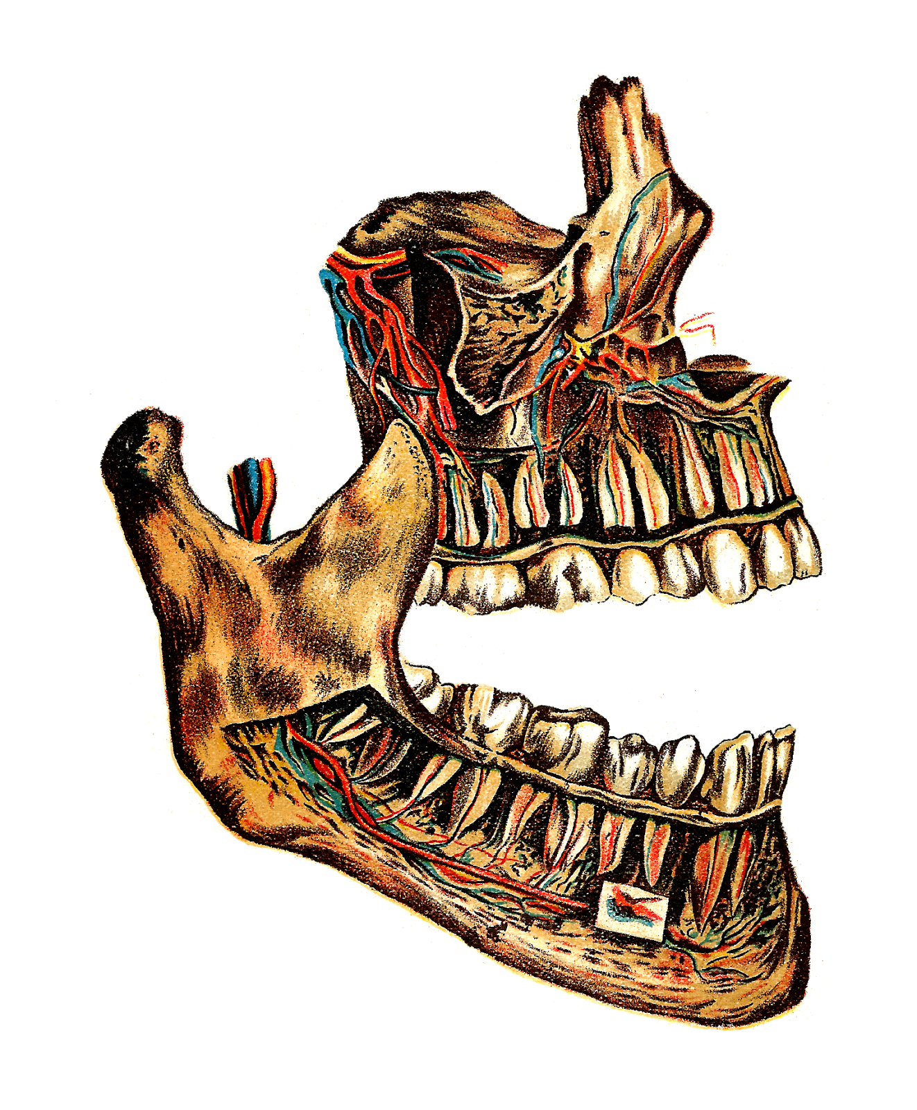 human clipart jaws