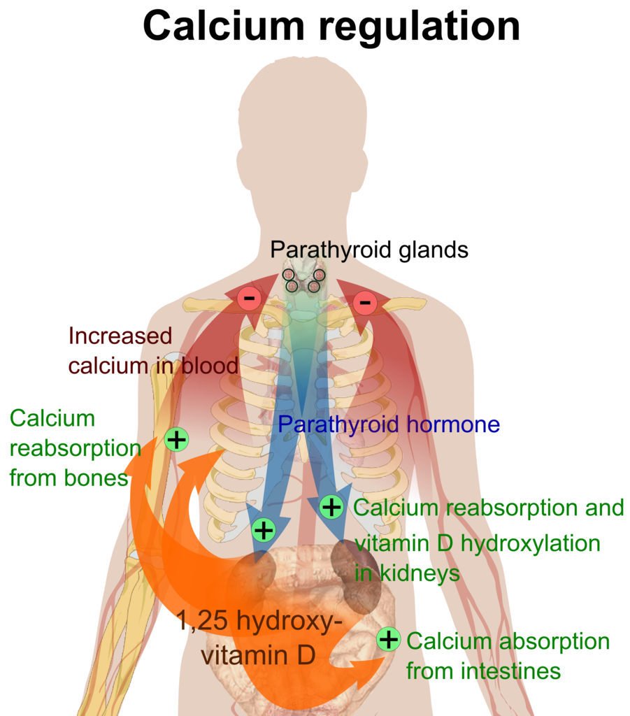 Human clipart presence. Hormone regulation of plasma