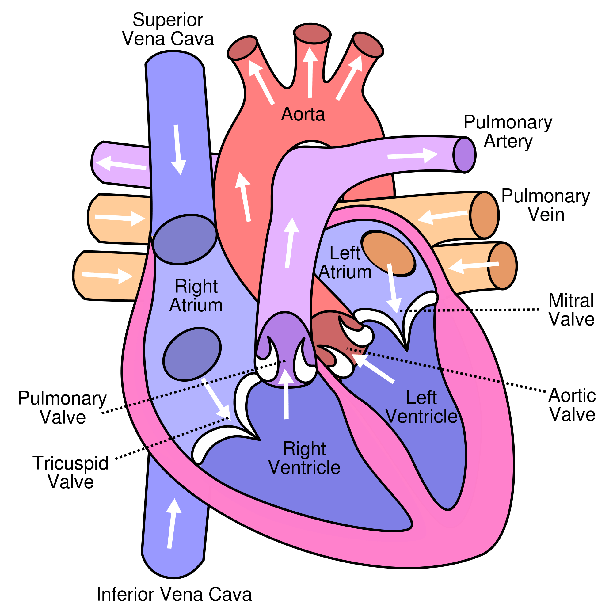 Humans clipart ribcage. Where is the heart