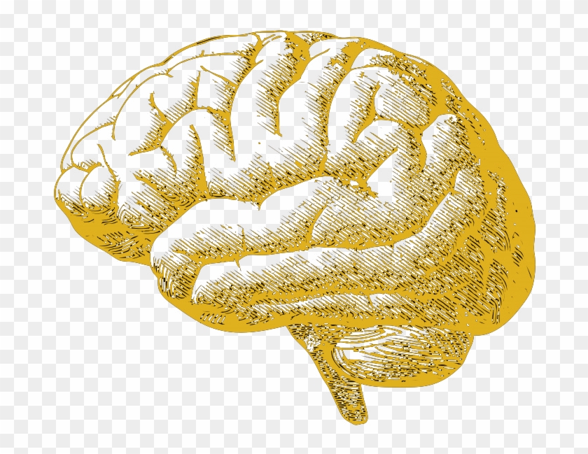Humans clipart creative. Brain png download 