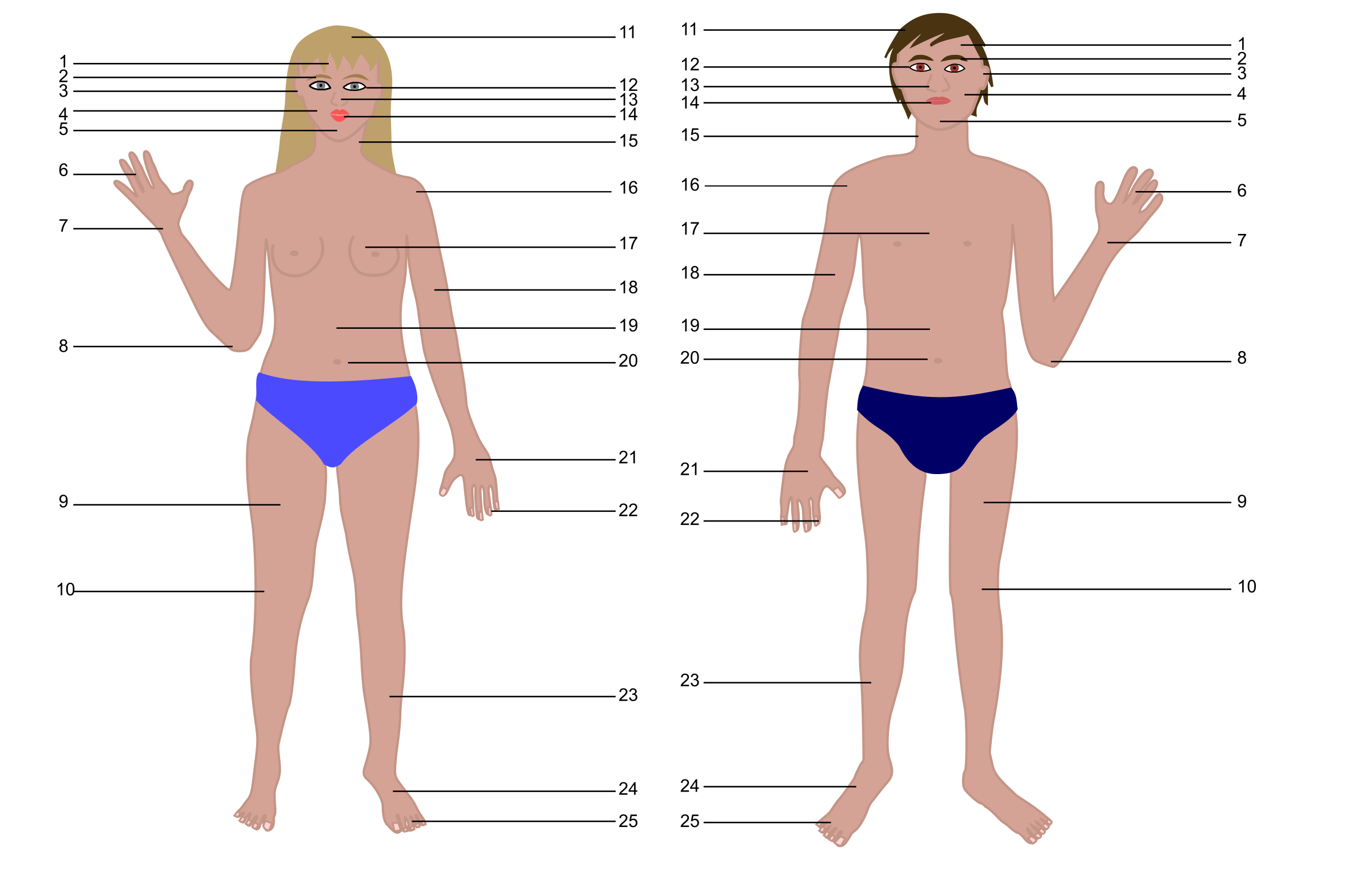 Humans clipart human being. Body man and woman