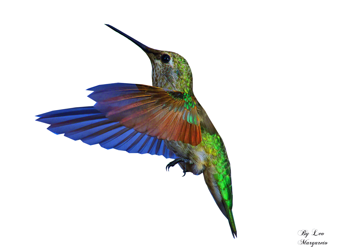 hummingbird clipart animated
