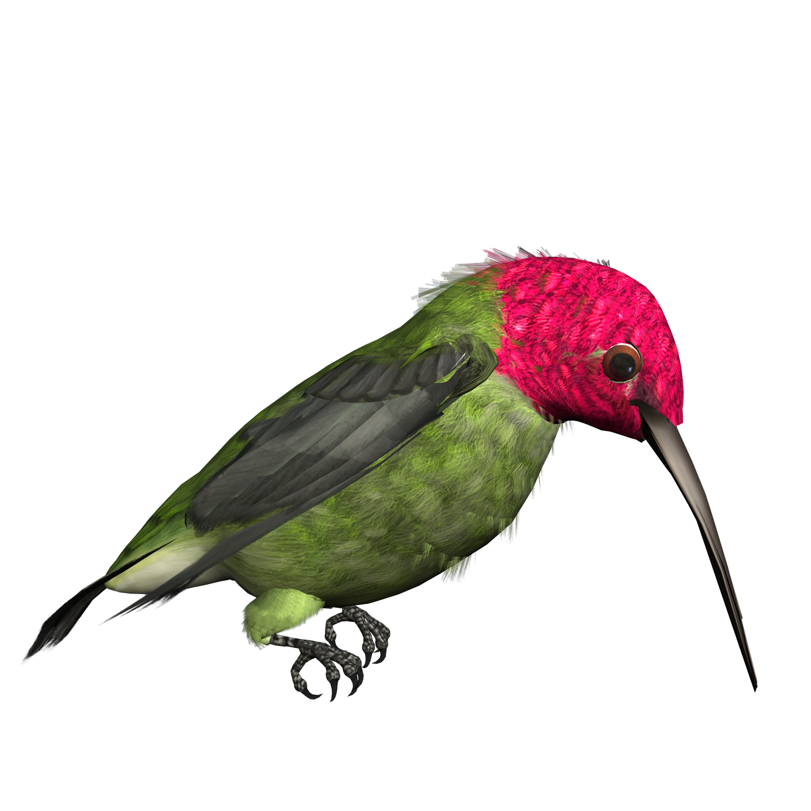 Panda free images hummingbirdclipart. Hummingbird clipart anna's hummingbird