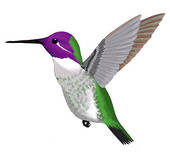 hummingbird clipart anna's hummingbird