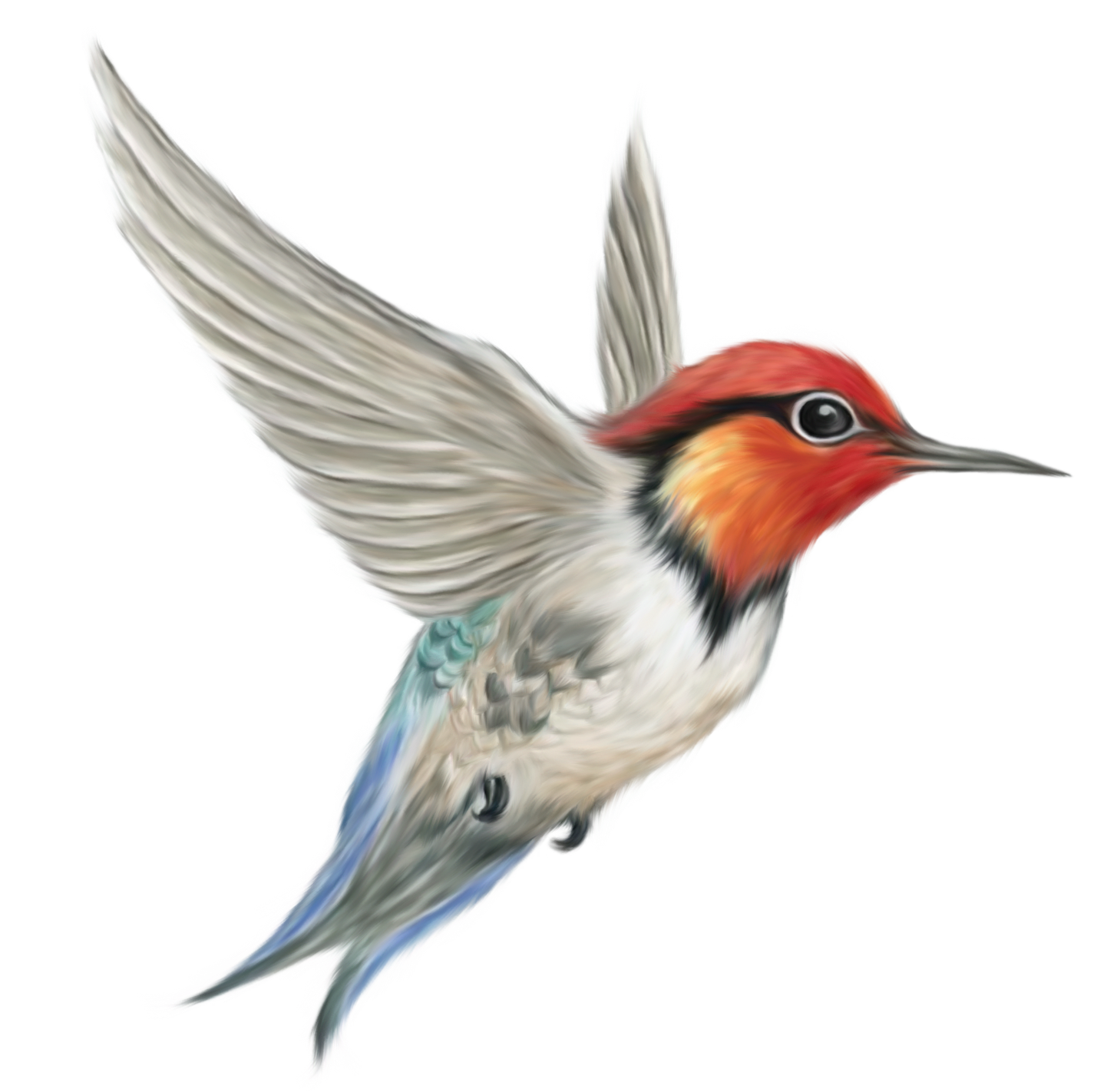 hummingbird clipart anna's hummingbird