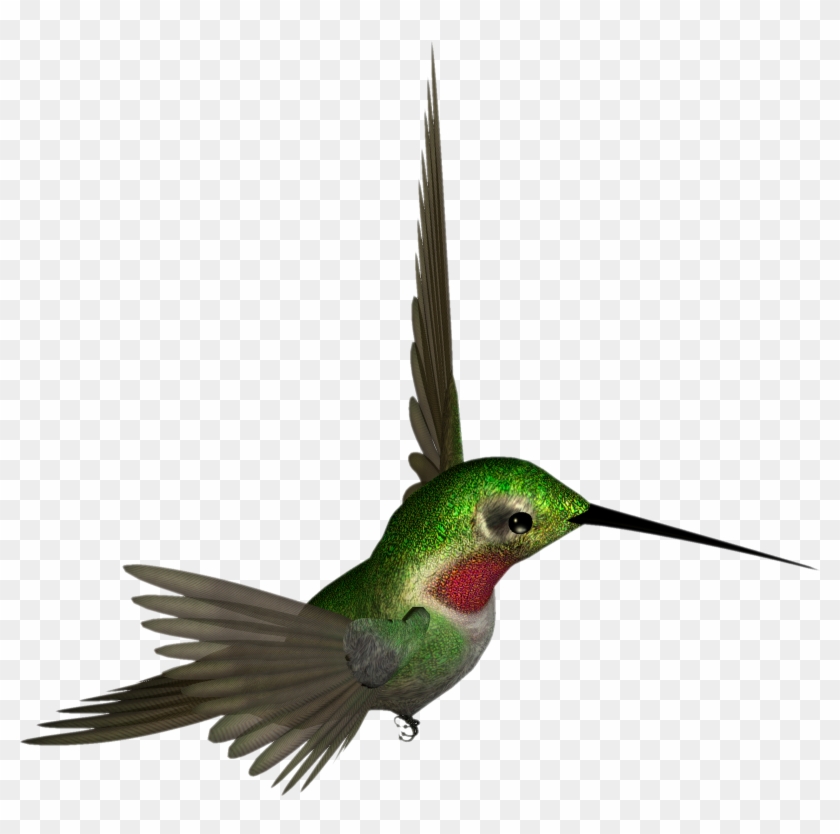 Hummingbird clipart beautiful bird. Transparent 