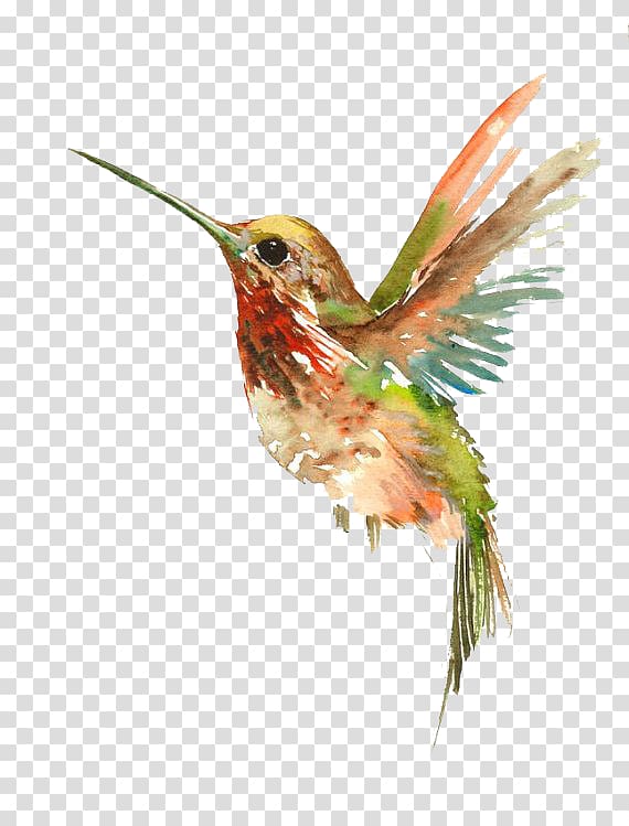 hummingbird clipart bird fly